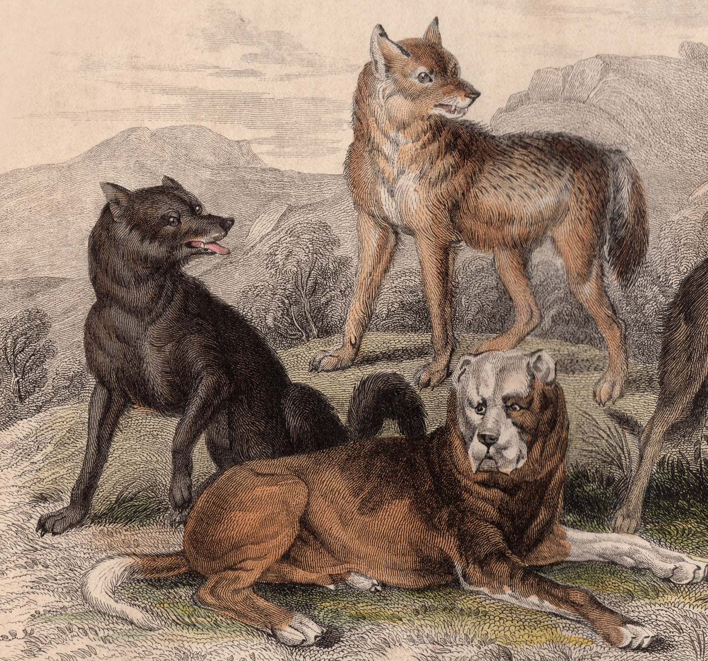 19th Century Framed Dog Engraving Pictures
