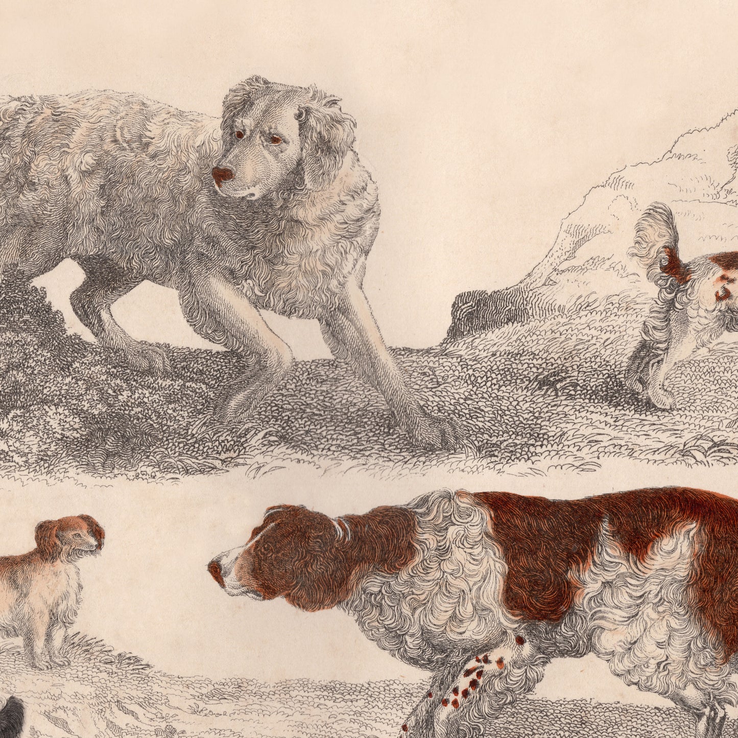 19th Century Framed Dog Engraving Pictures