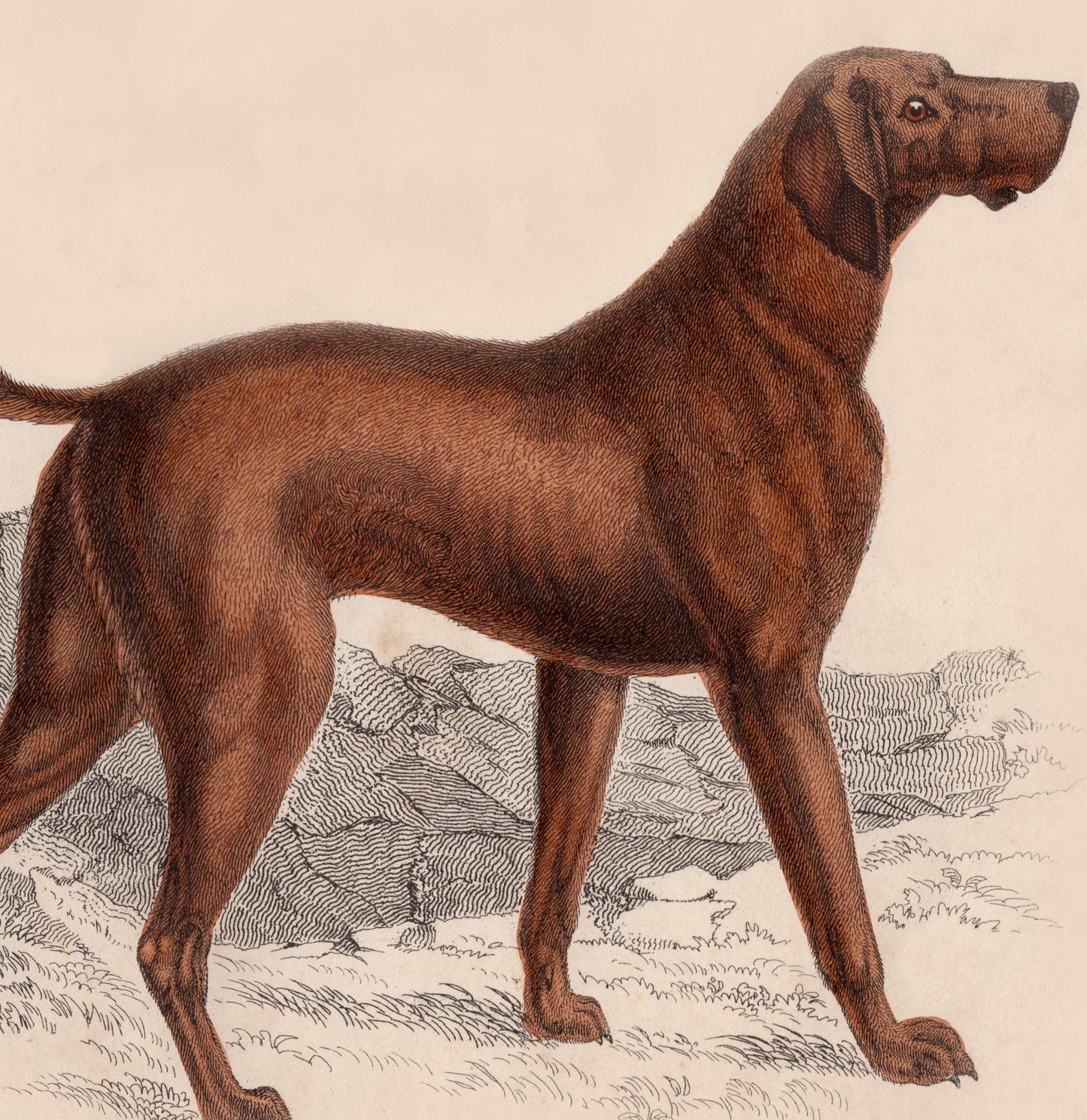 19th Century Framed Dog Engraving Pictures