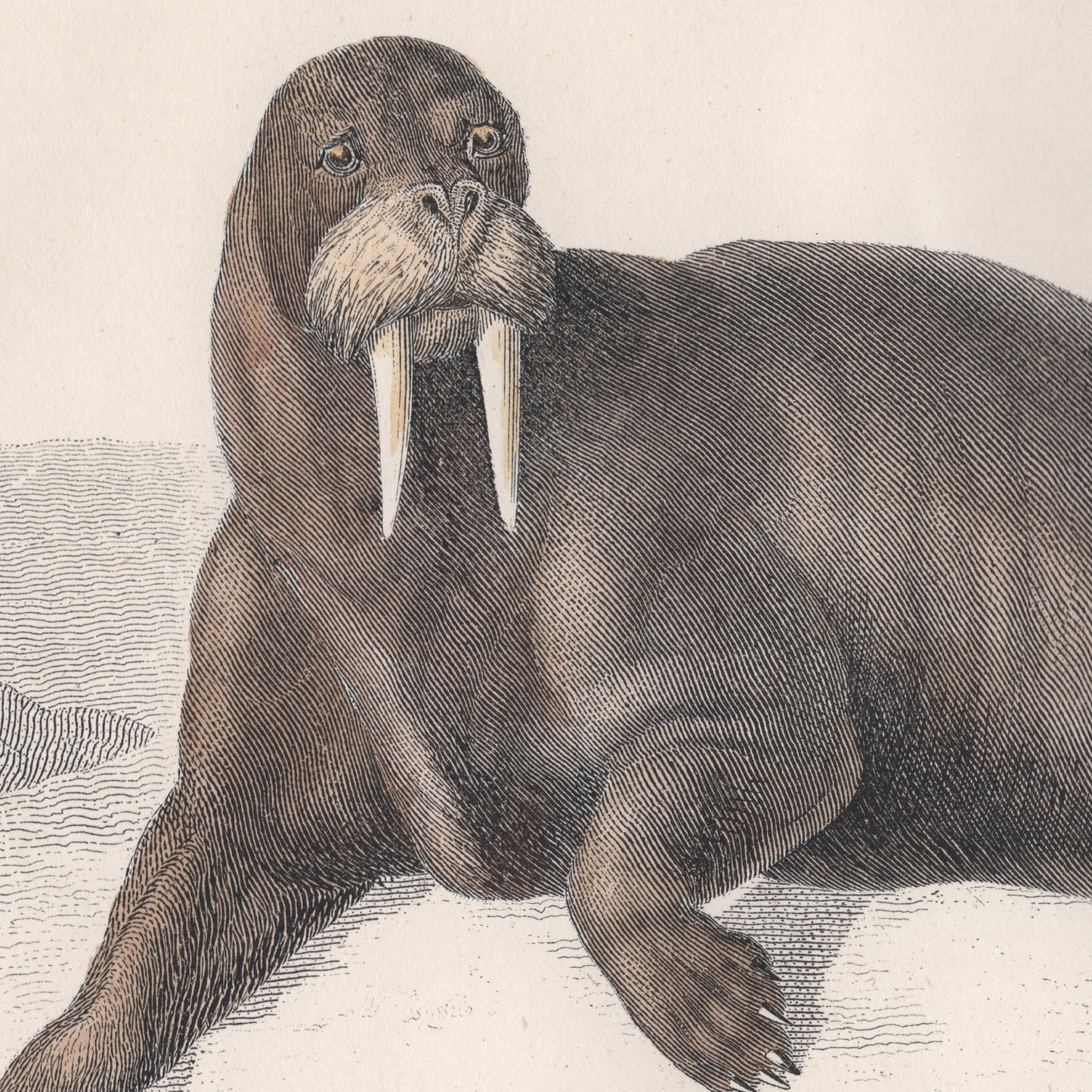 19th Century Framed Walrus and Seal Pictures