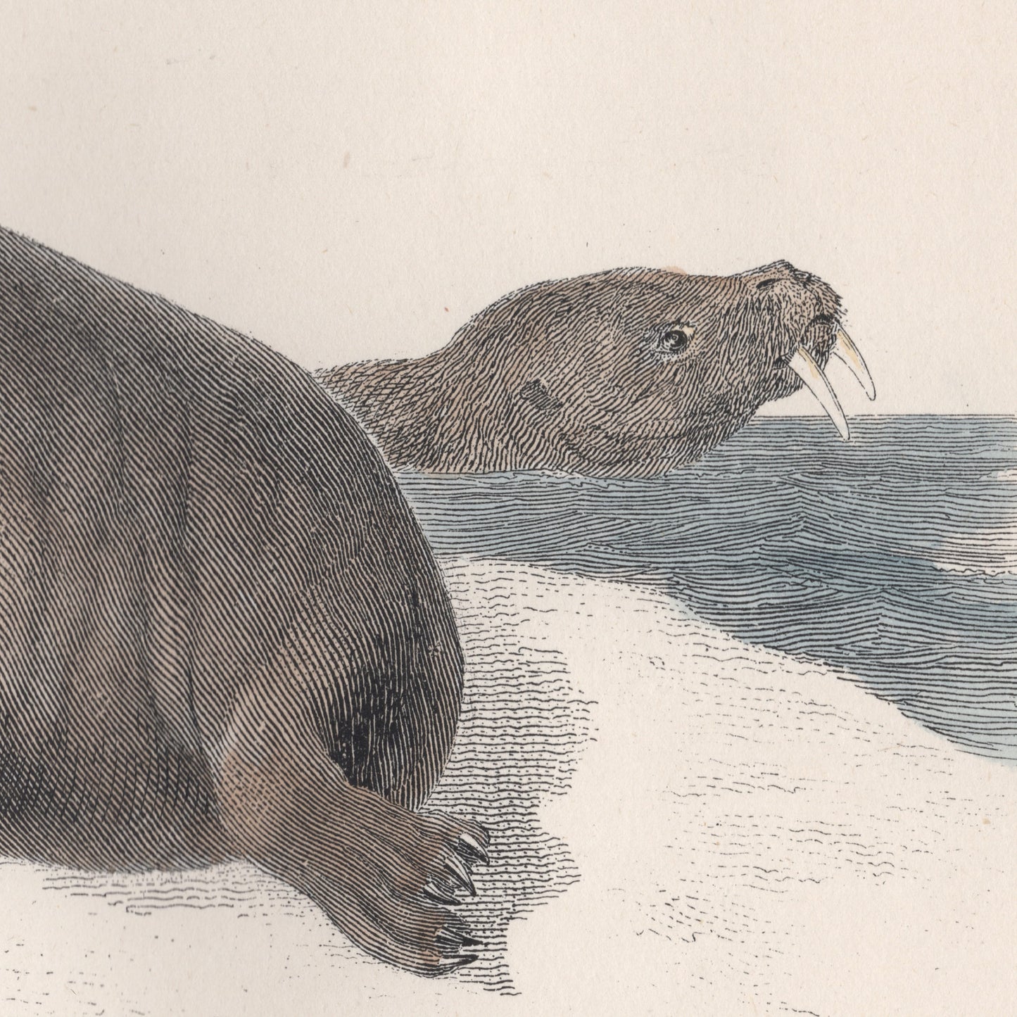 19th Century Framed Walrus and Seal Pictures