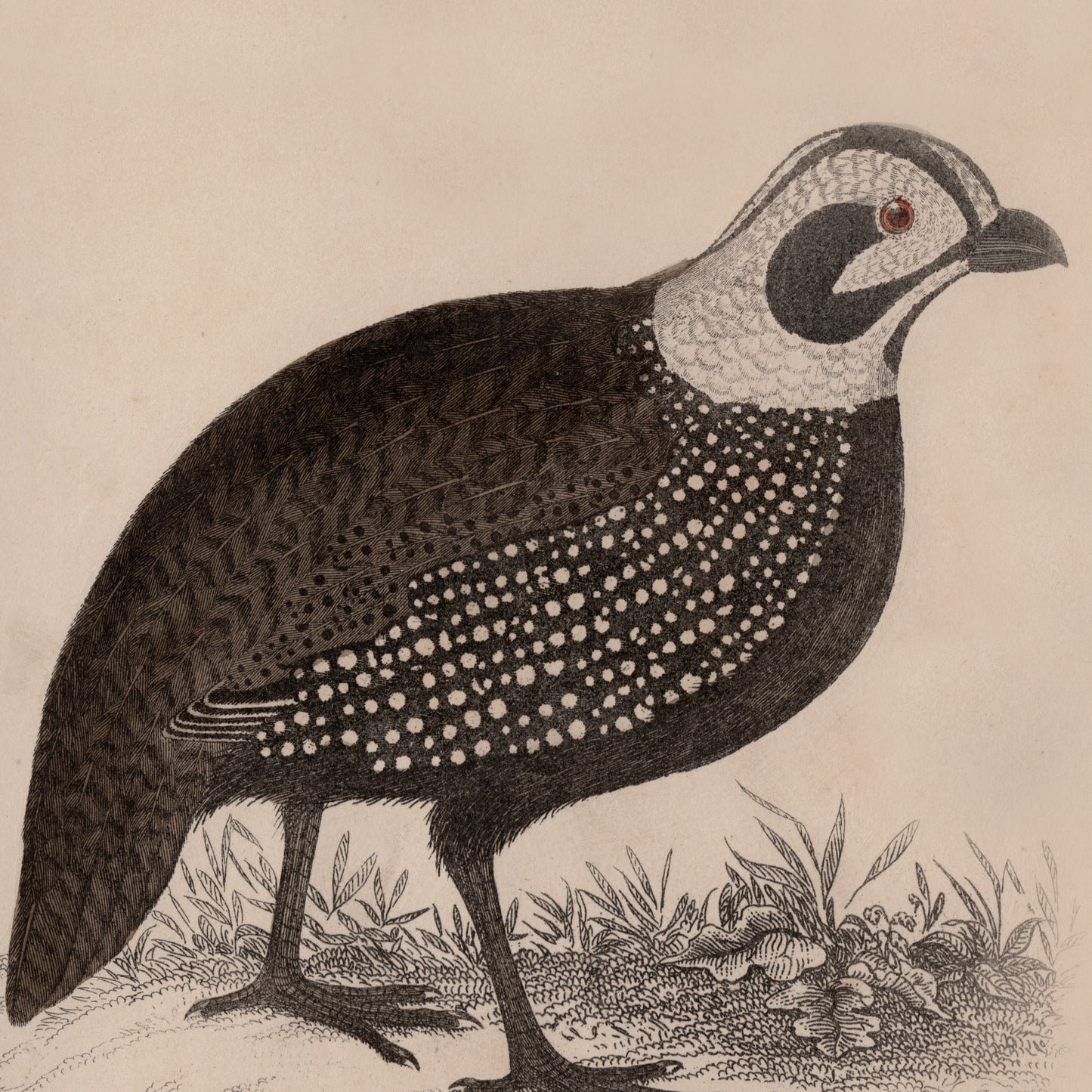 19th Century Framed Bird Pictures