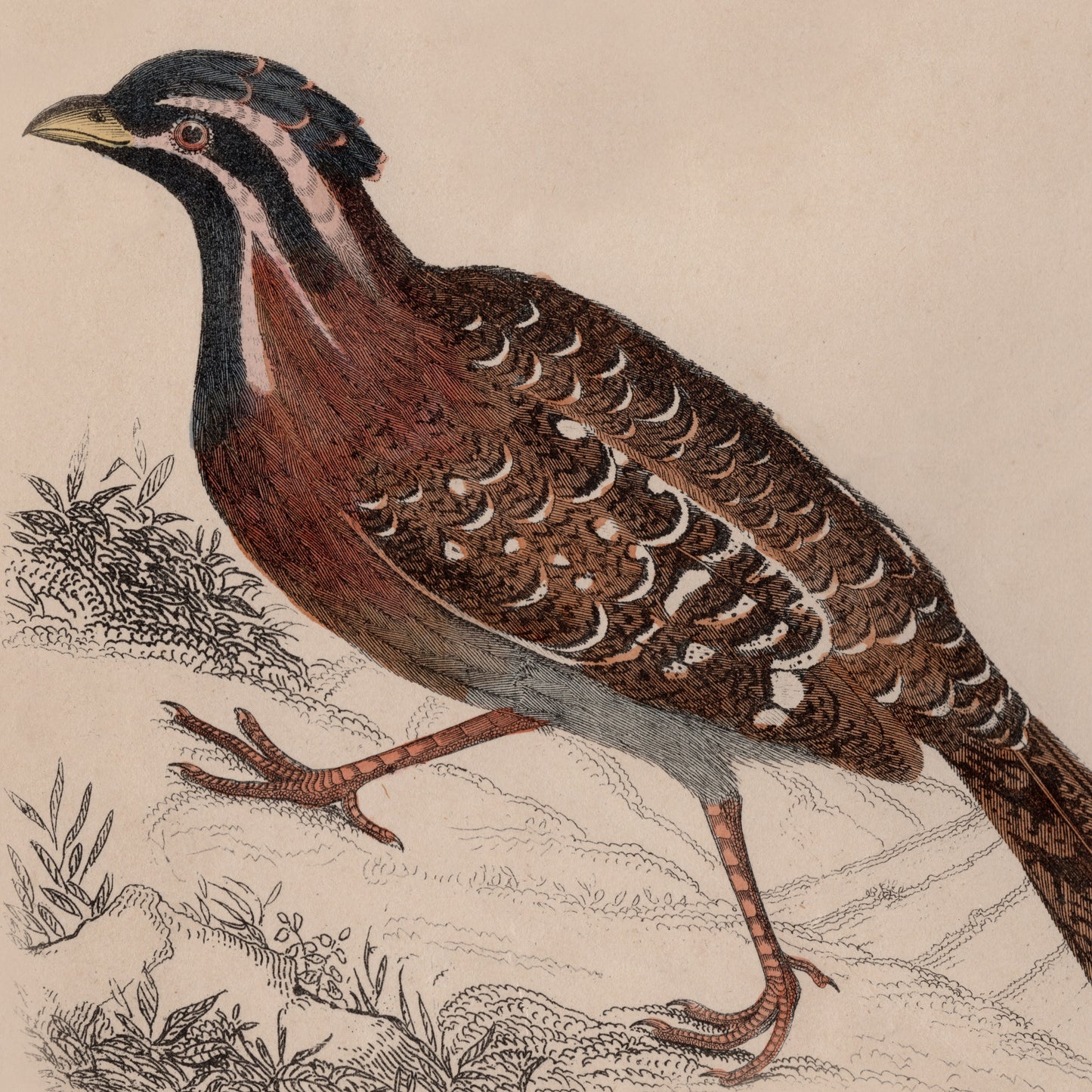 19th Century Framed Bird Pictures