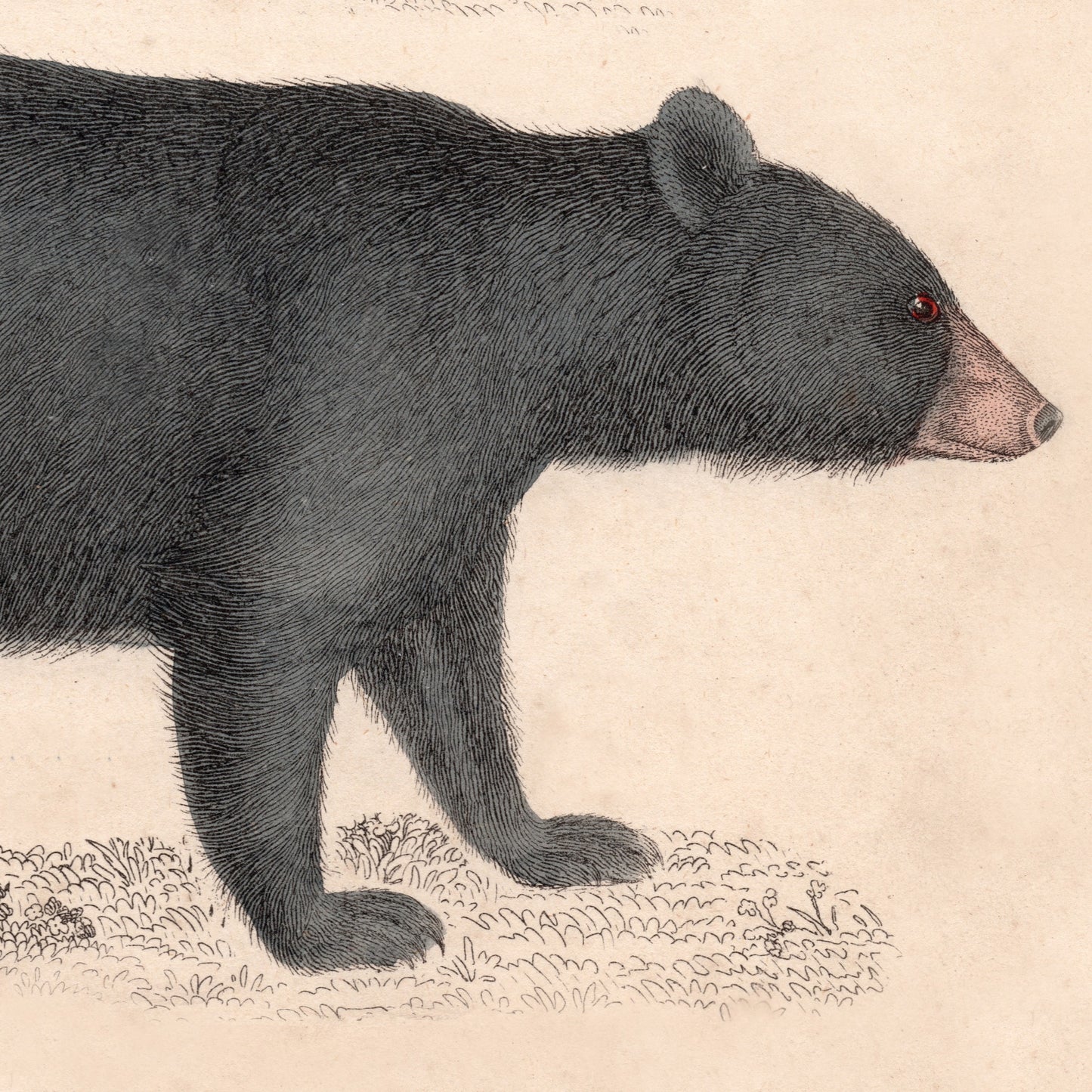 19th Century Framed Bear Picture