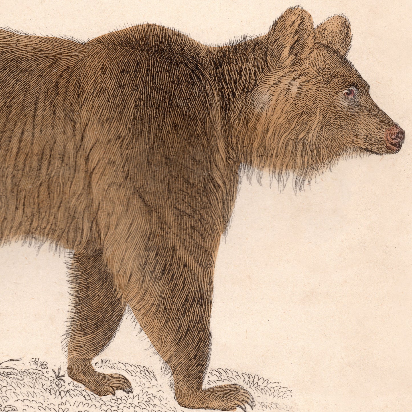19th Century Framed Bear Picture