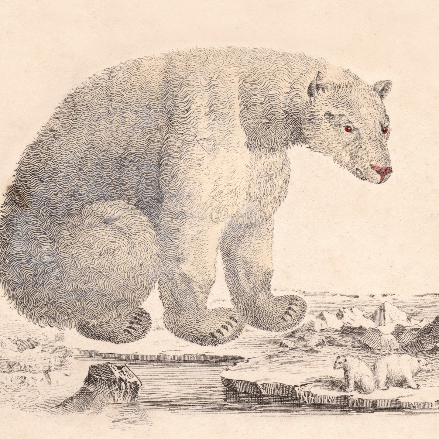 19th Century Framed Bear Picture