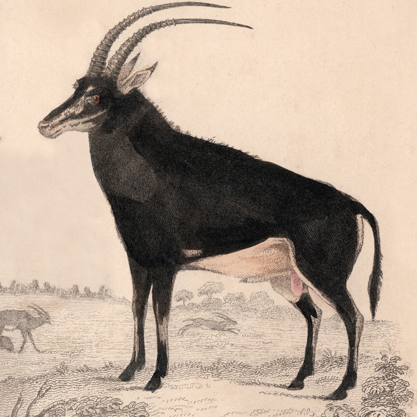 19th Century Framed Antelope and Hog Pictures