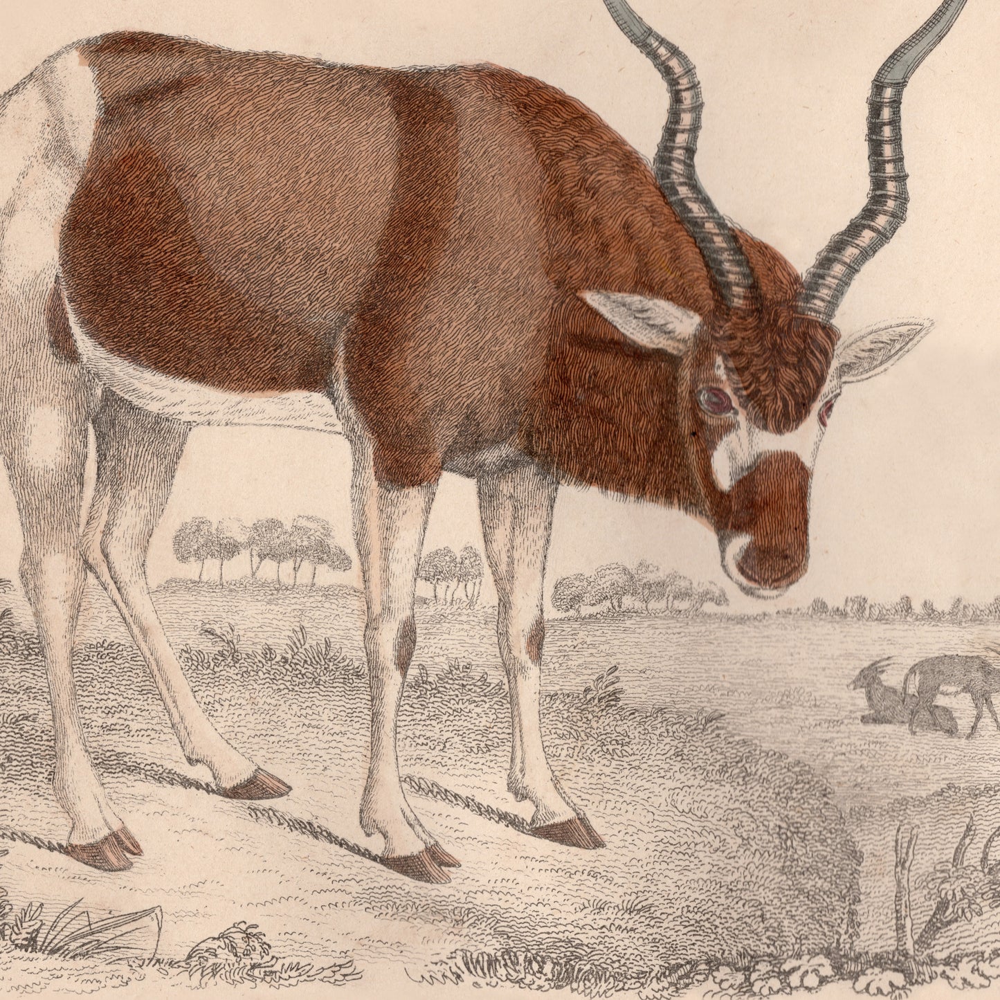 19th Century Framed Antelope and Hog Pictures