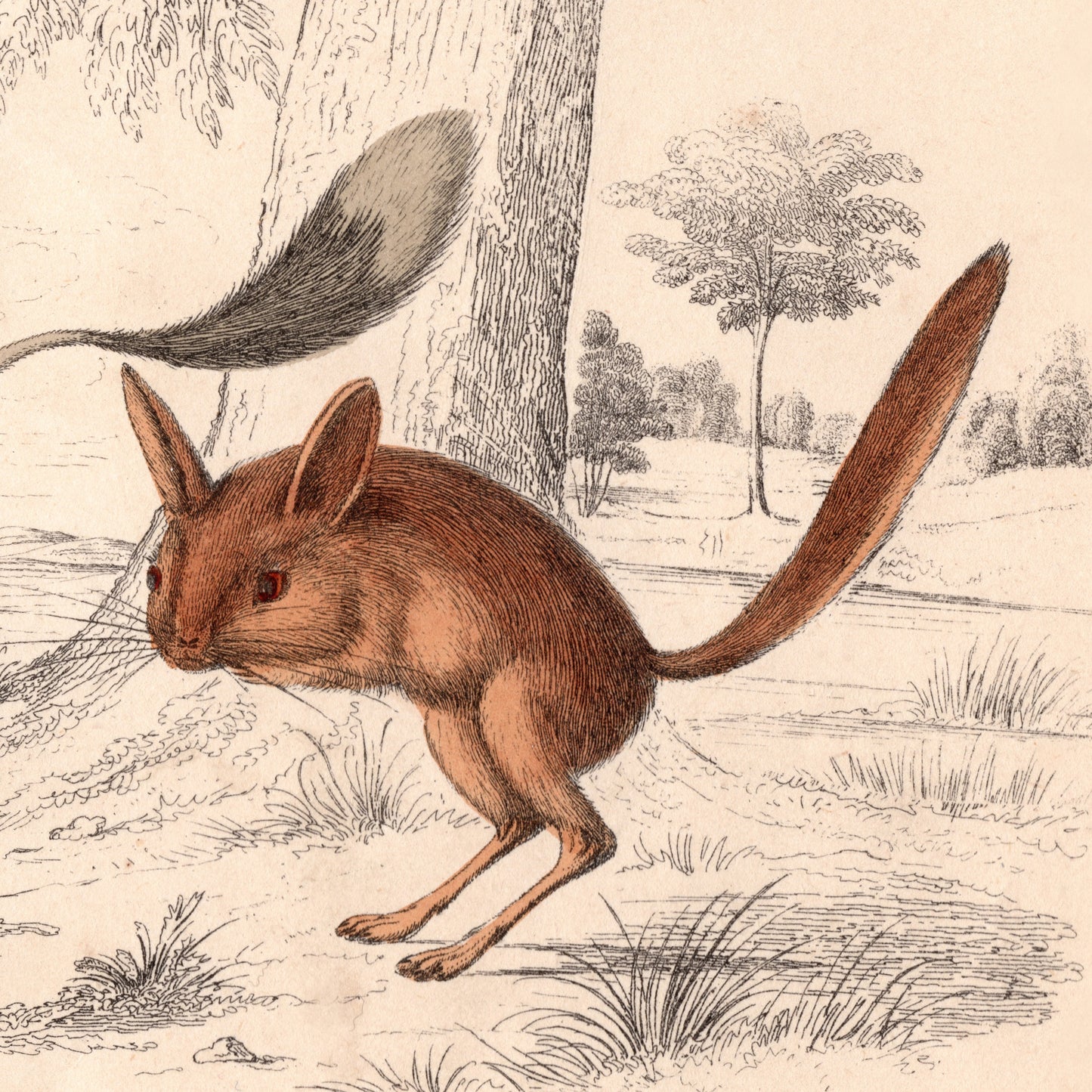19th Century Jerboa's Picture