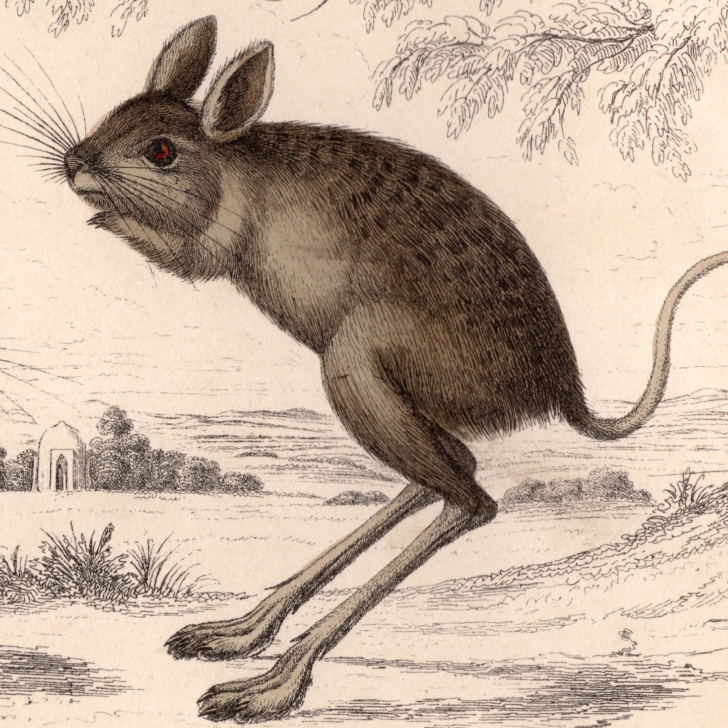 19th Century Jerboa's Picture