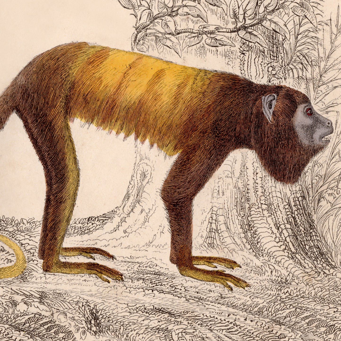 19th Century Framed Monkey Pictures