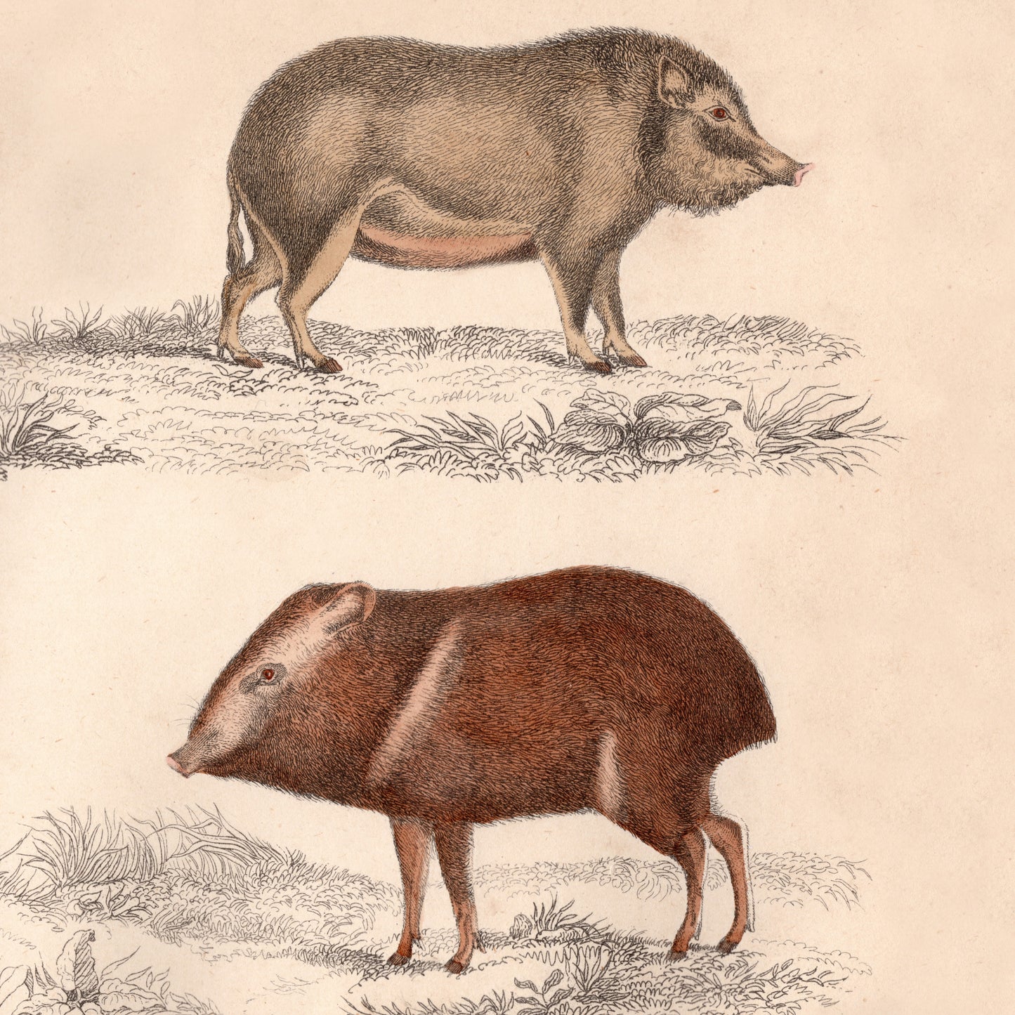 19th Century Framed Antelope and Hog Pictures