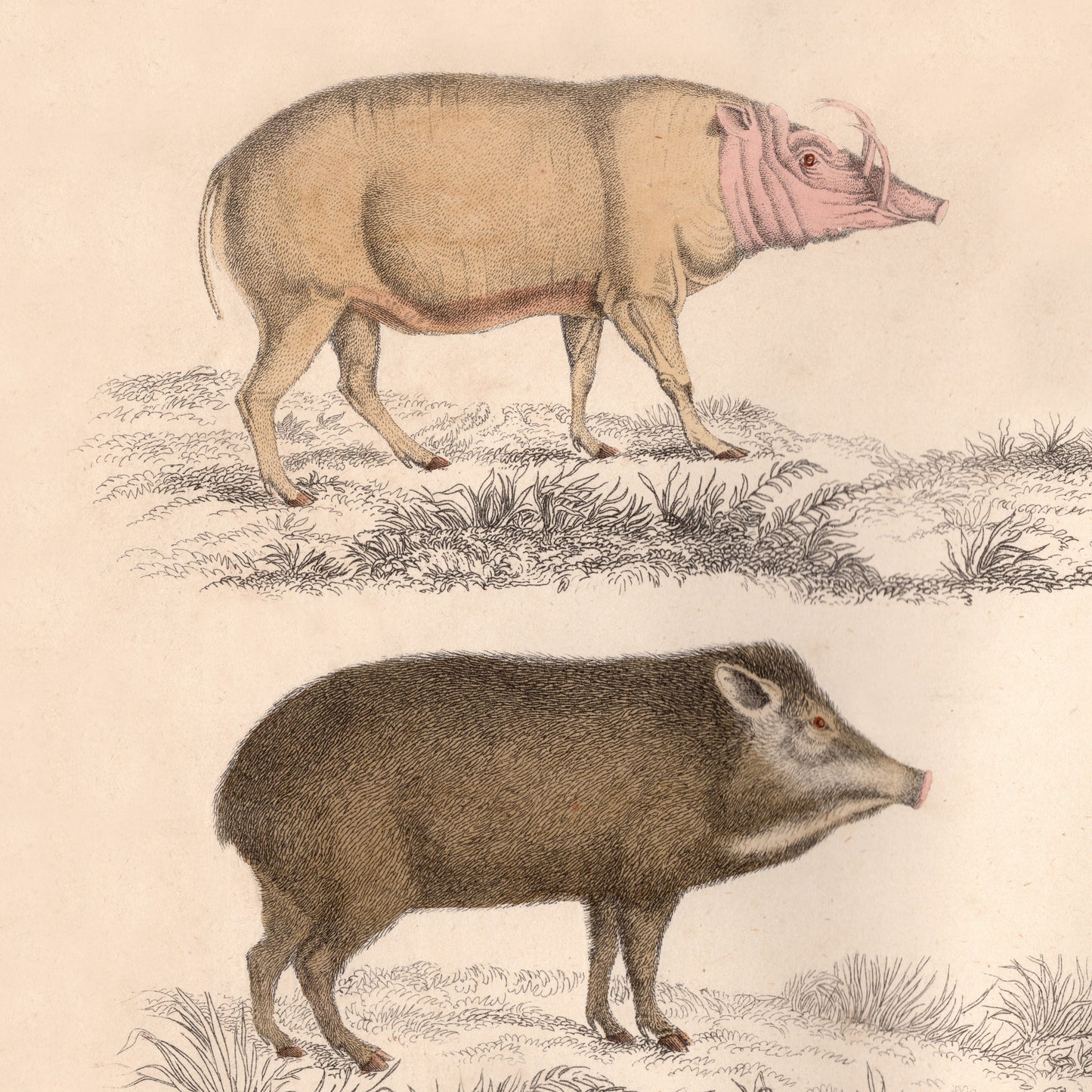 19th Century Framed Antelope and Hog Pictures