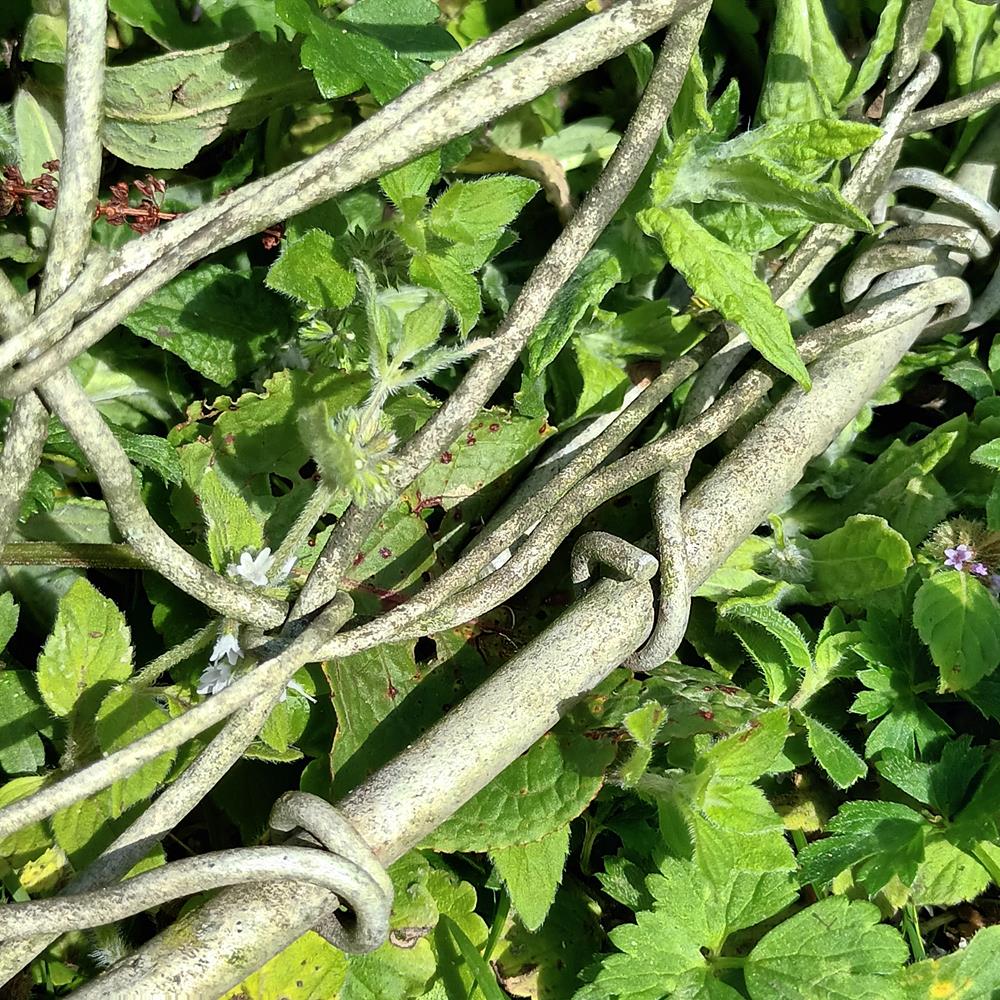 A Pair Of Salmon Traps