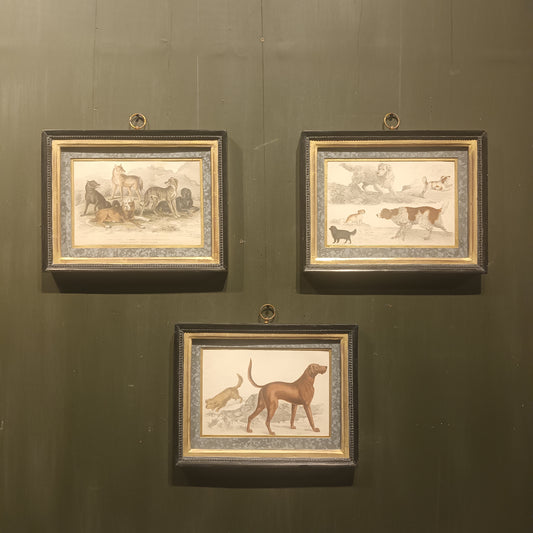 19th Century Framed Dog Engraving Pictures