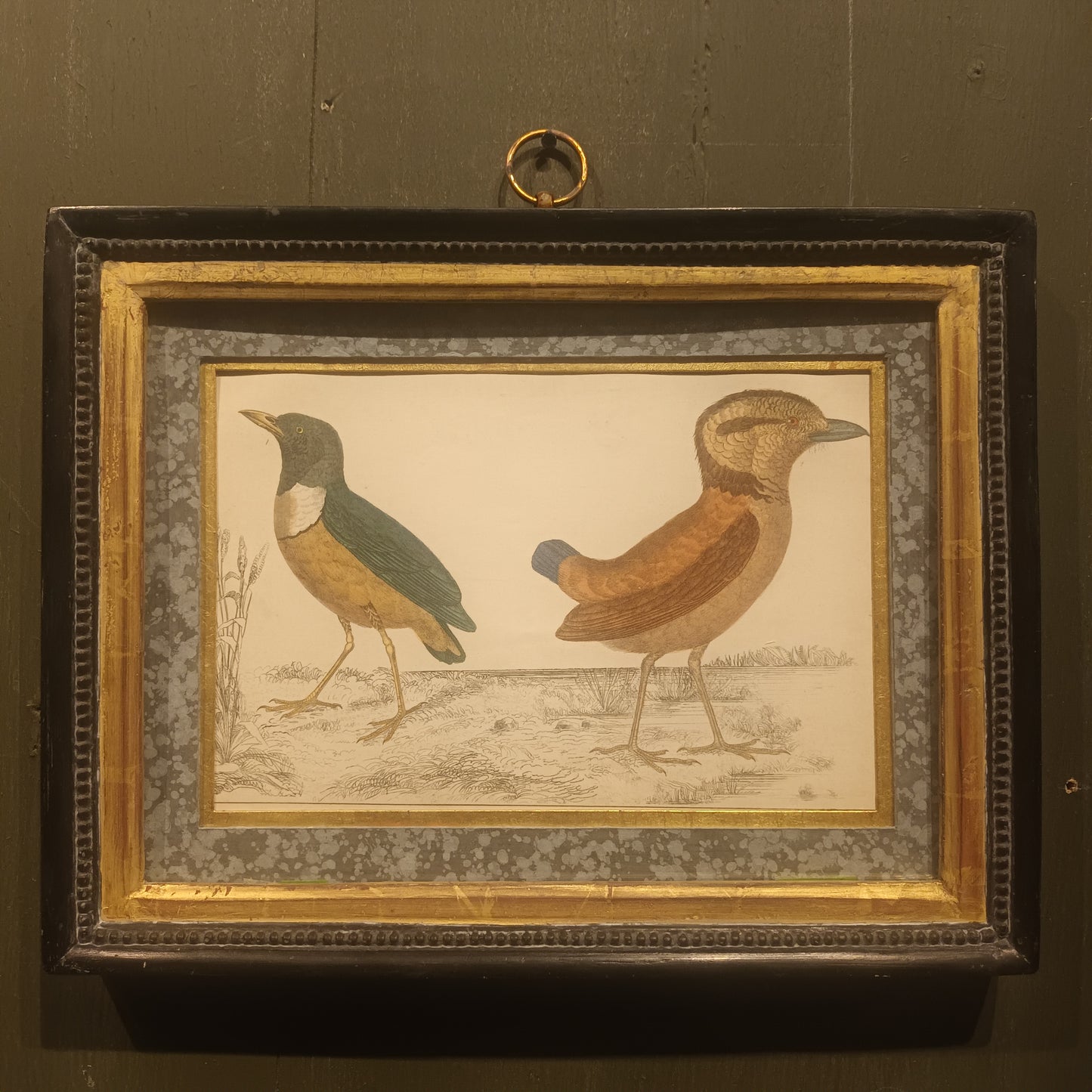19th Century Framed Bird Pictures