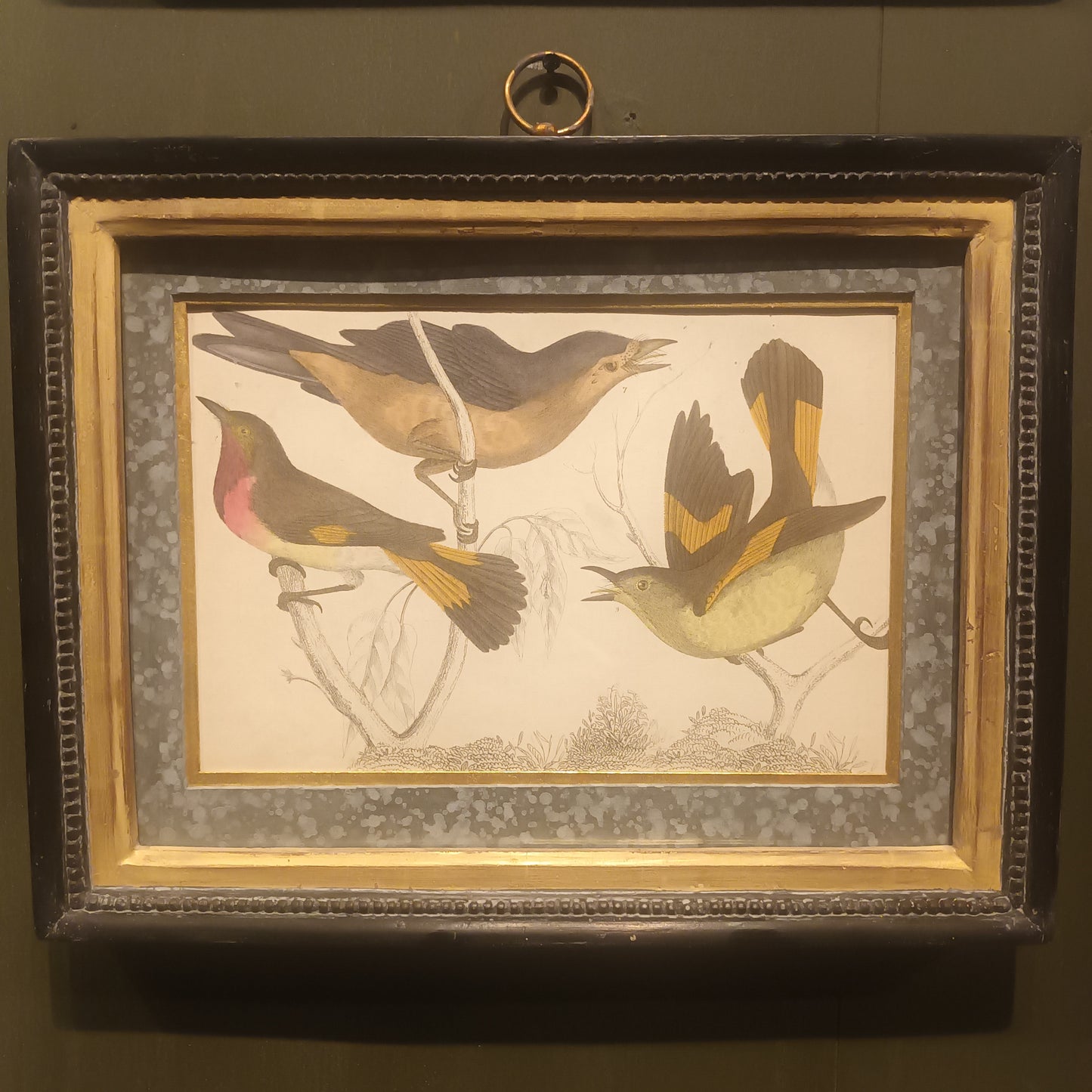 19th Century Framed Bird Pictures