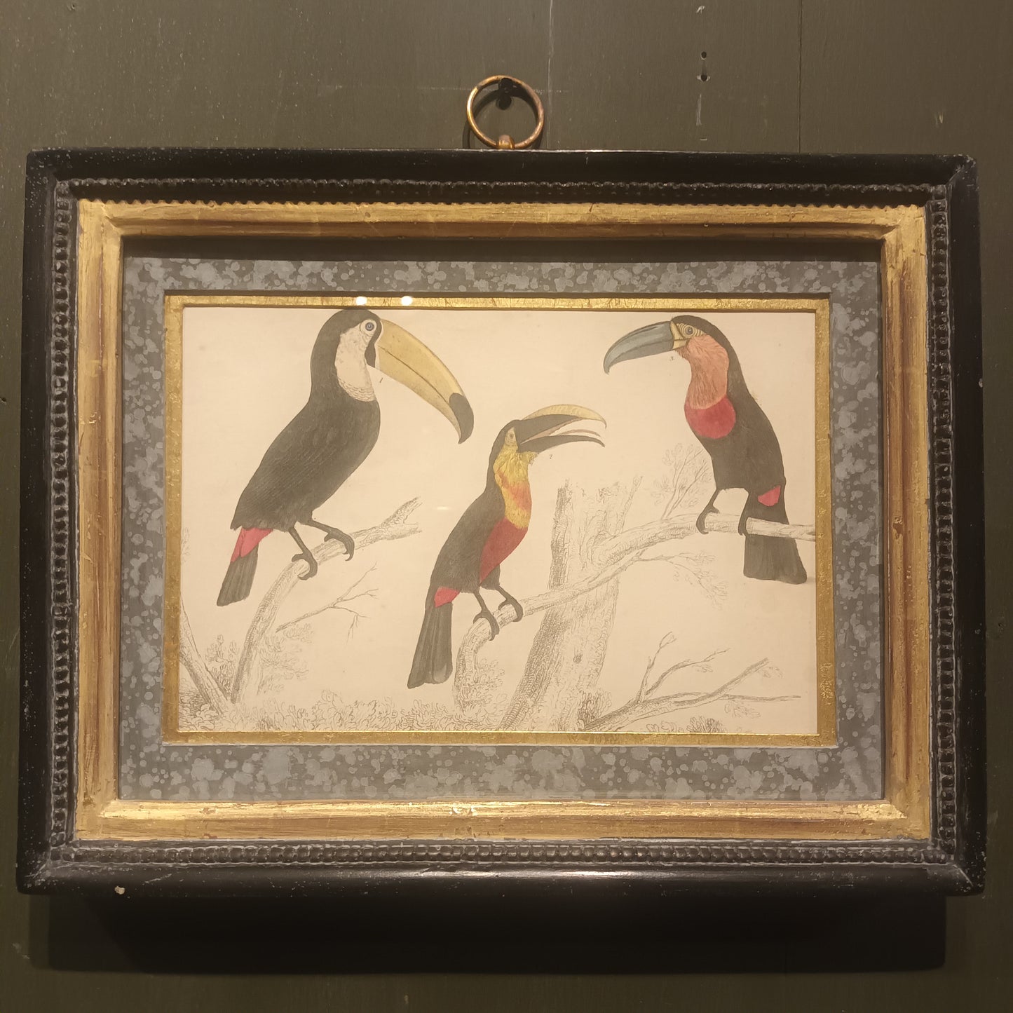 19th Century Framed Bird Pictures