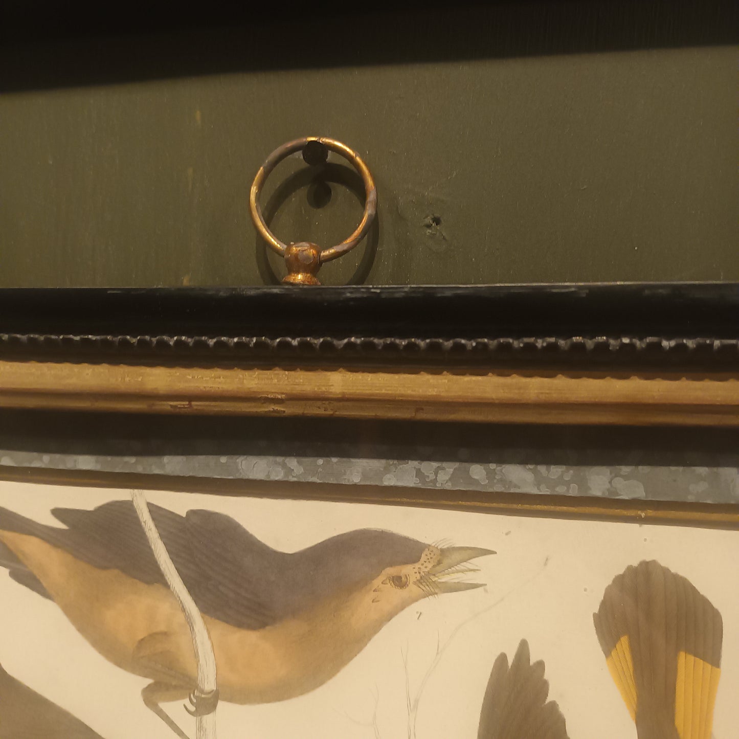 19th Century Framed Bird Pictures