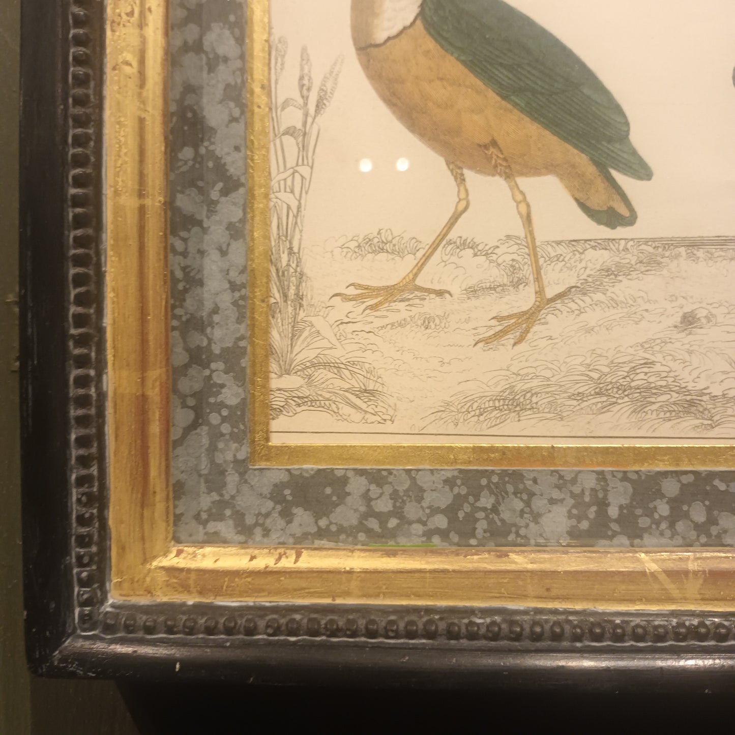 19th Century Framed Bird Pictures
