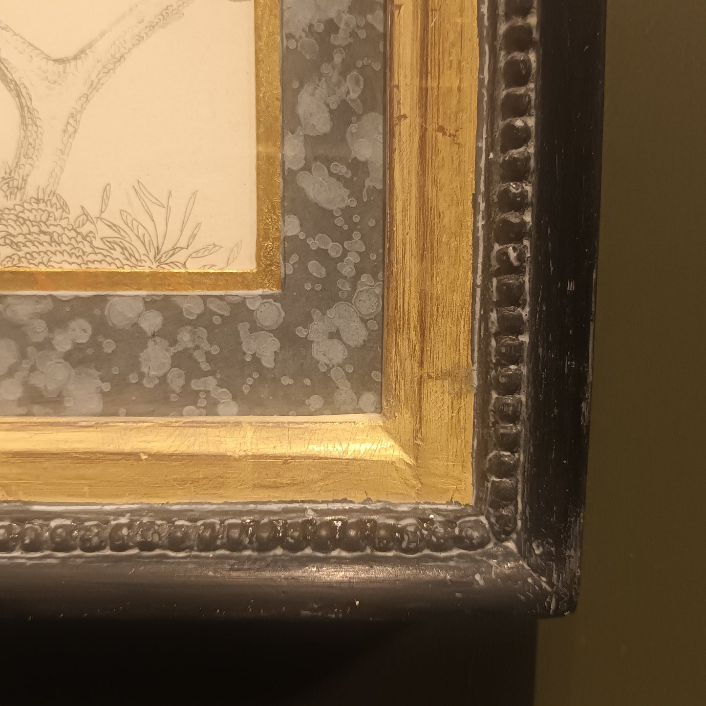 19th Century Framed Bird Pictures