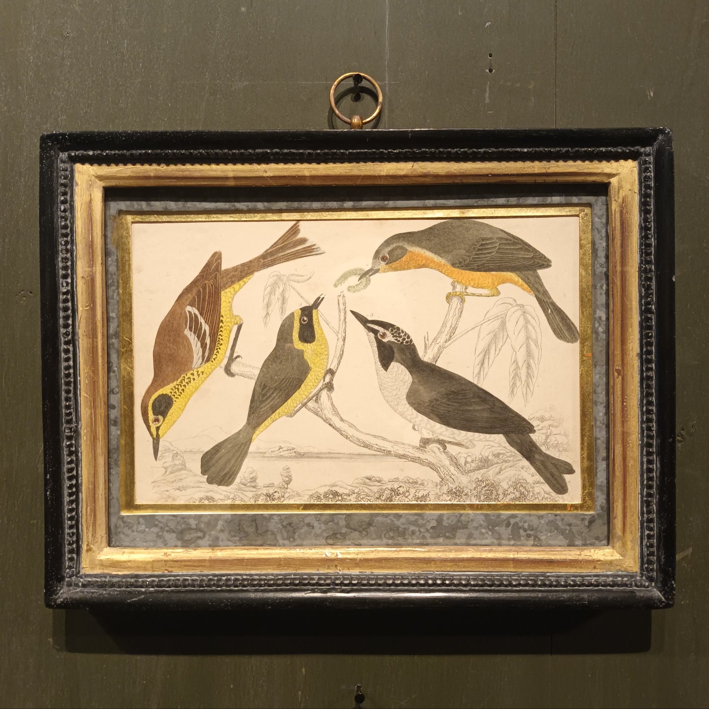 19th Century Framed Bird Pictures