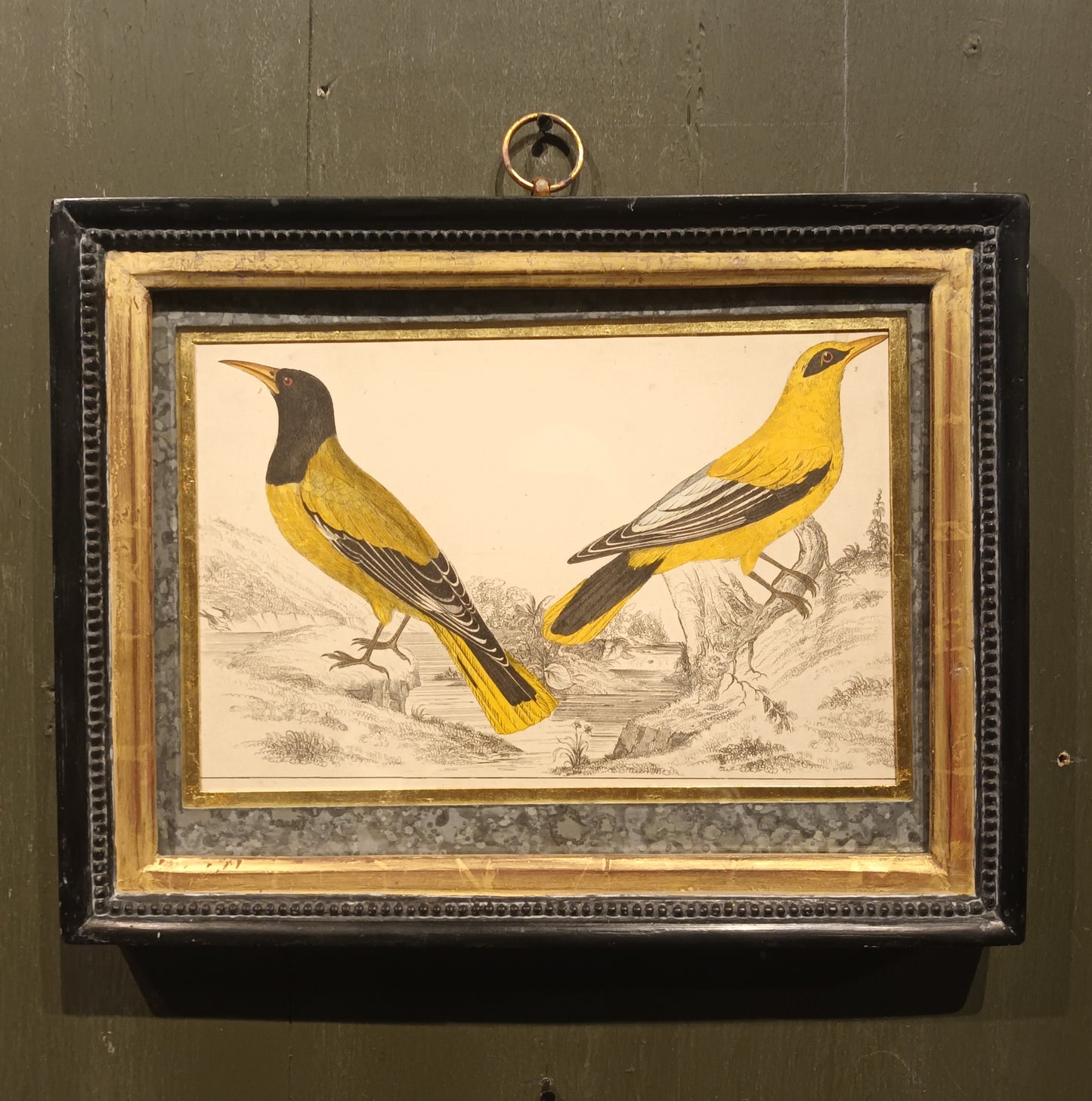 19th Century Framed Bird Pictures