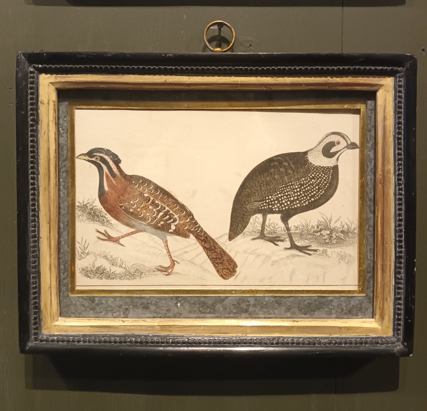 19th Century Framed Bird Pictures
