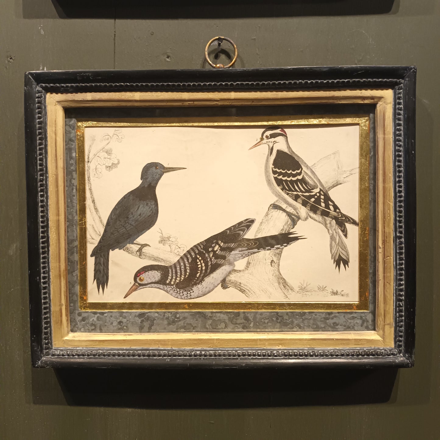 19th Century Framed Bird Pictures
