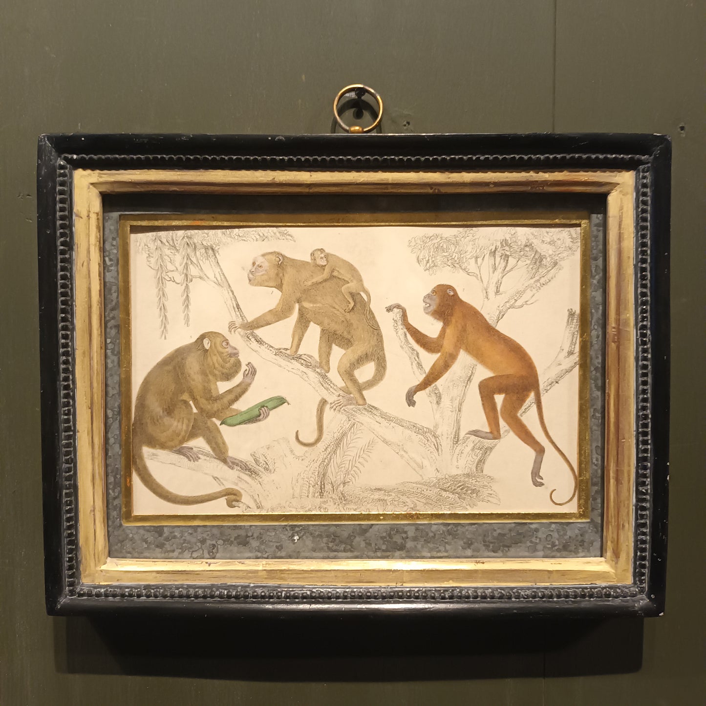 19th Century Framed Monkey Pictures