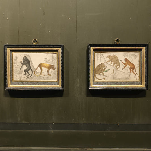 19th Century Framed Monkey Pictures