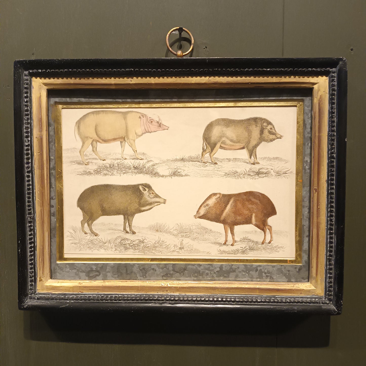 19th Century Framed Antelope and Hog Pictures