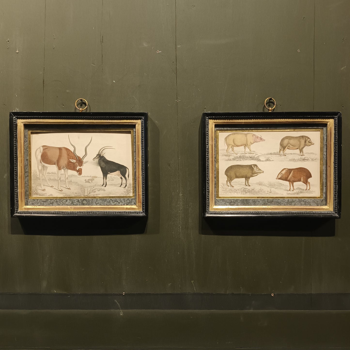 19th Century Framed Antelope and Hog Pictures
