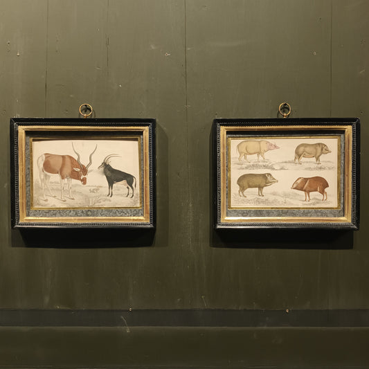 19th Century Framed Antelope and Hog Pictures
