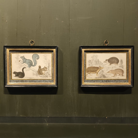 19th Century Framed Hedgehog and Squirrel Pictures