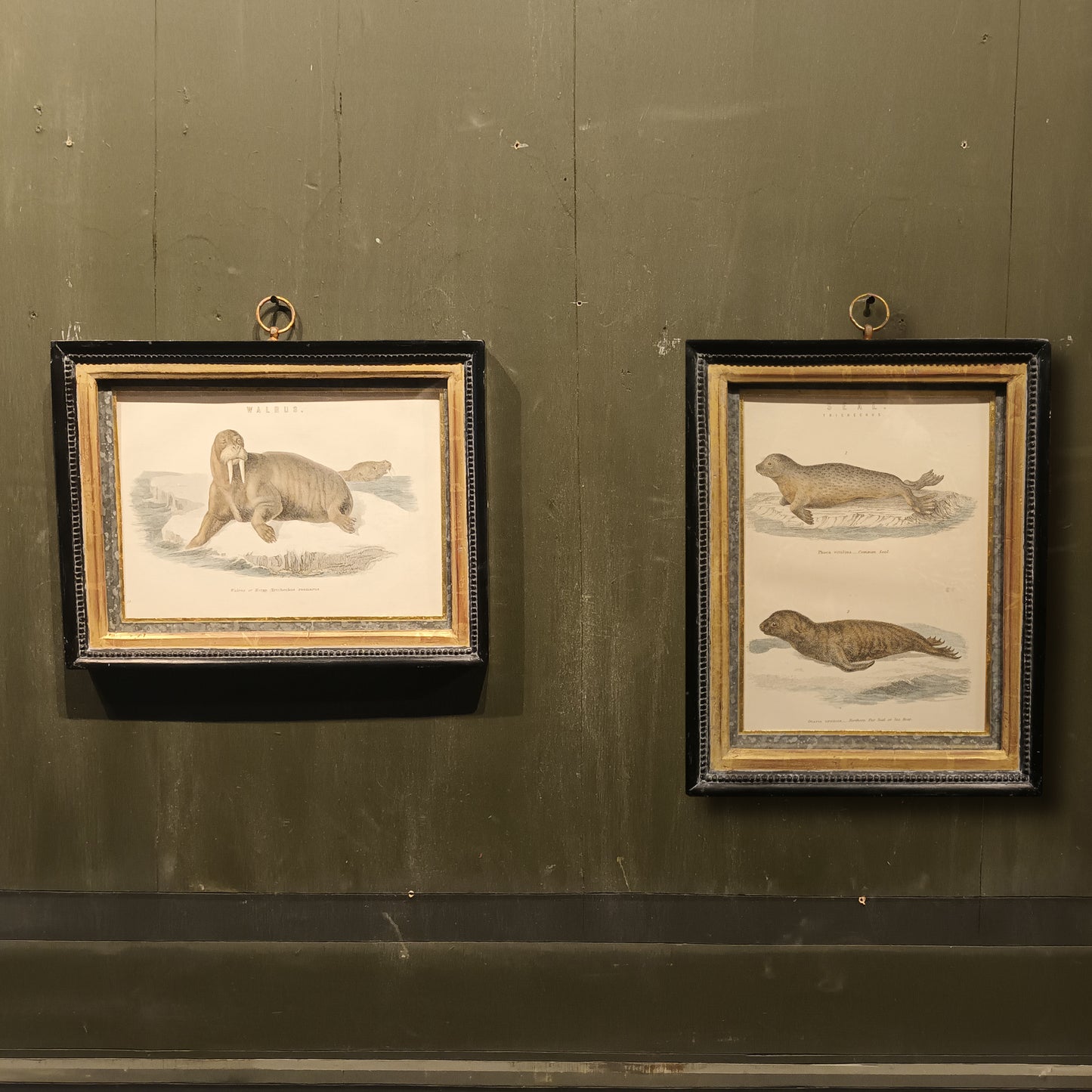 19th Century Framed Walrus and Seal Pictures