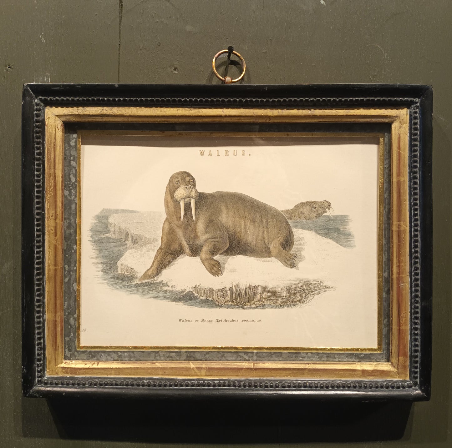 19th Century Framed Walrus and Seal Pictures