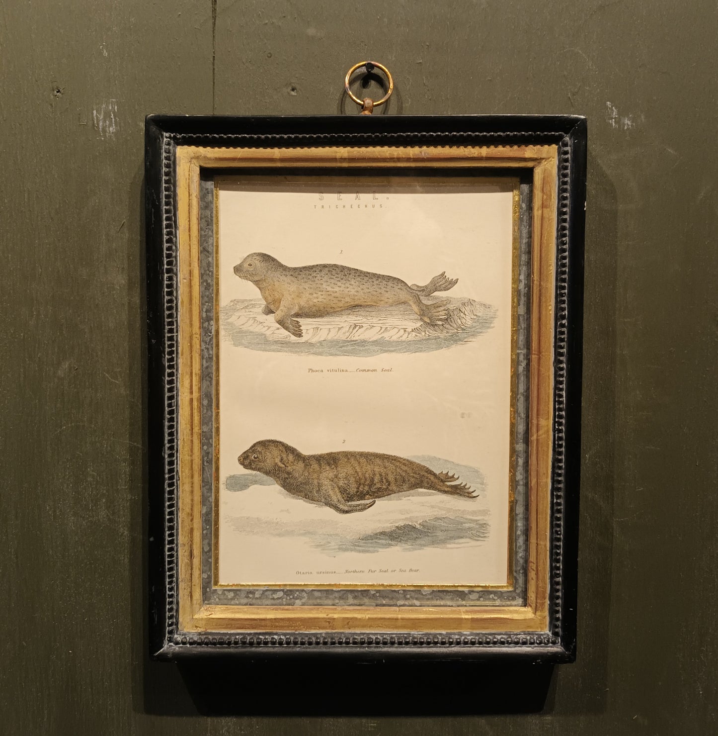 19th Century Framed Walrus and Seal Pictures