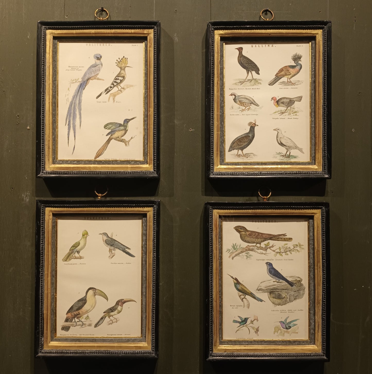 19th Century Framed Bird Pictures