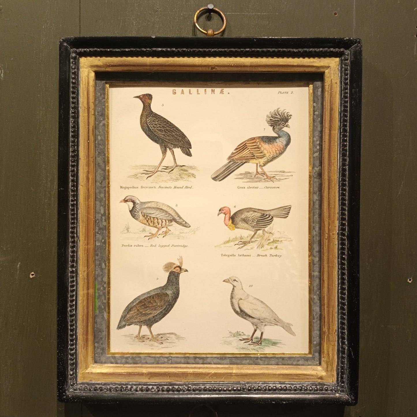 19th Century Framed Bird Pictures