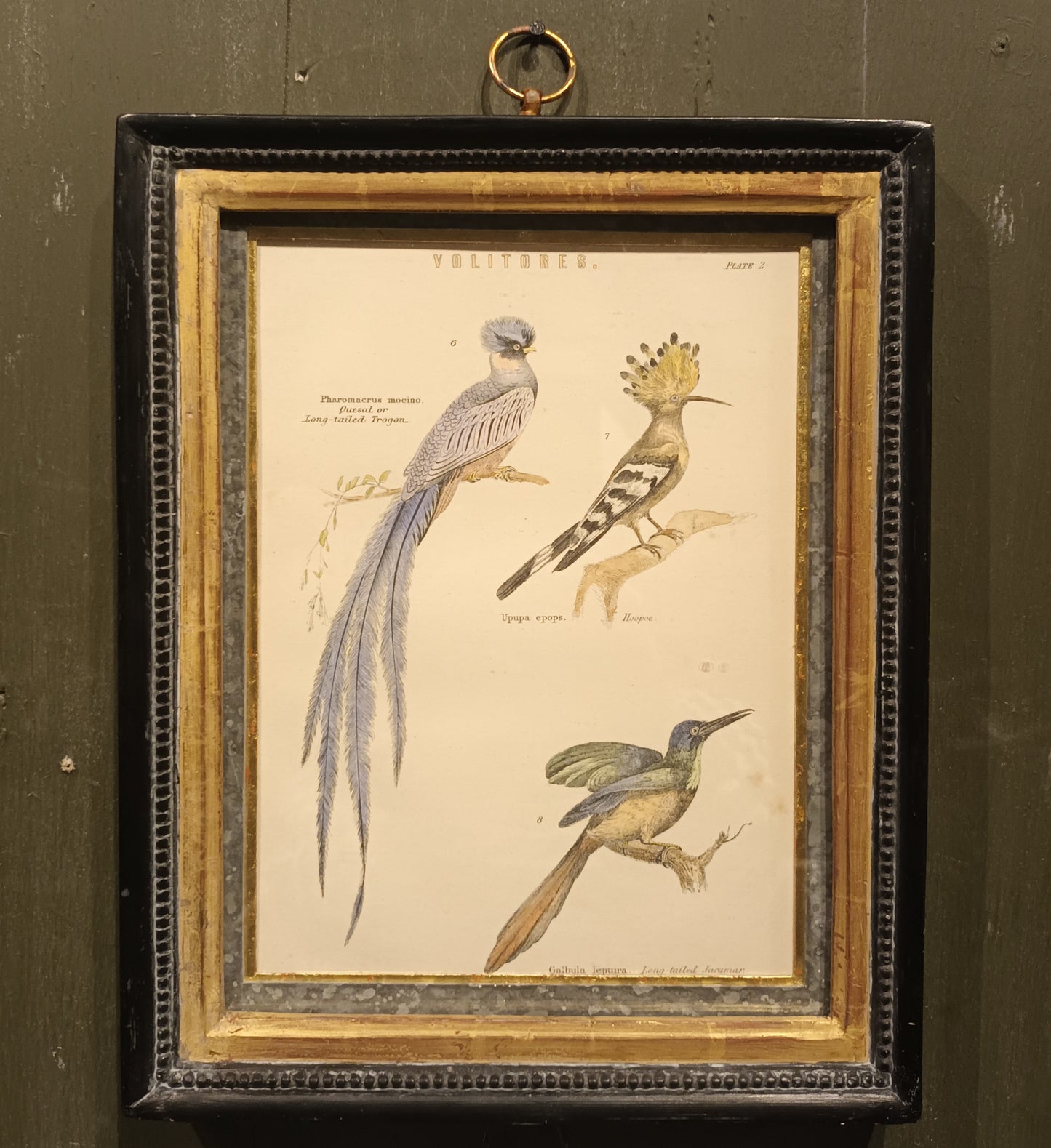 19th Century Framed Bird Pictures