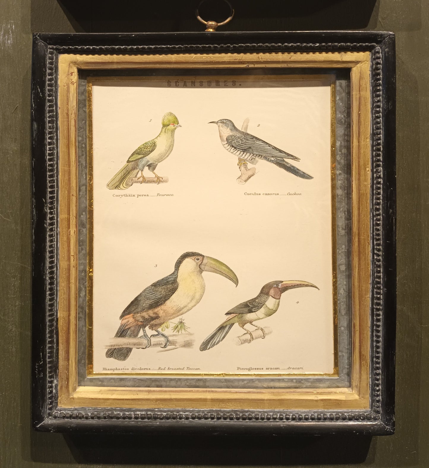 19th Century Framed Bird Pictures