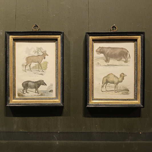 19th Century A pair of Ungulata Animal Pictures