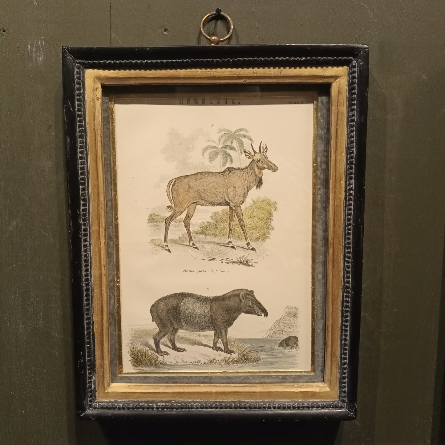 19th Century A pair of Ungulata Animal Pictures