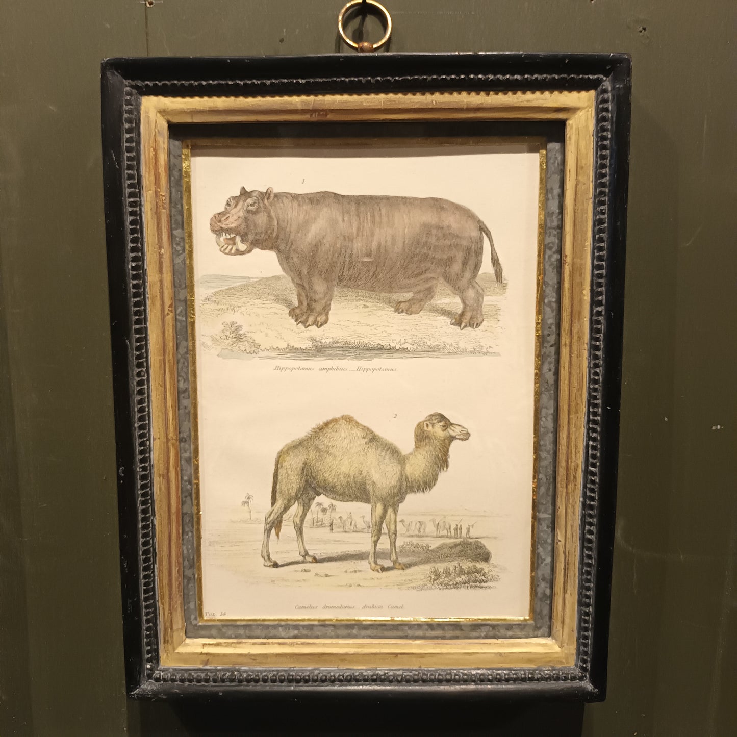 19th Century A pair of Ungulata Animal Pictures