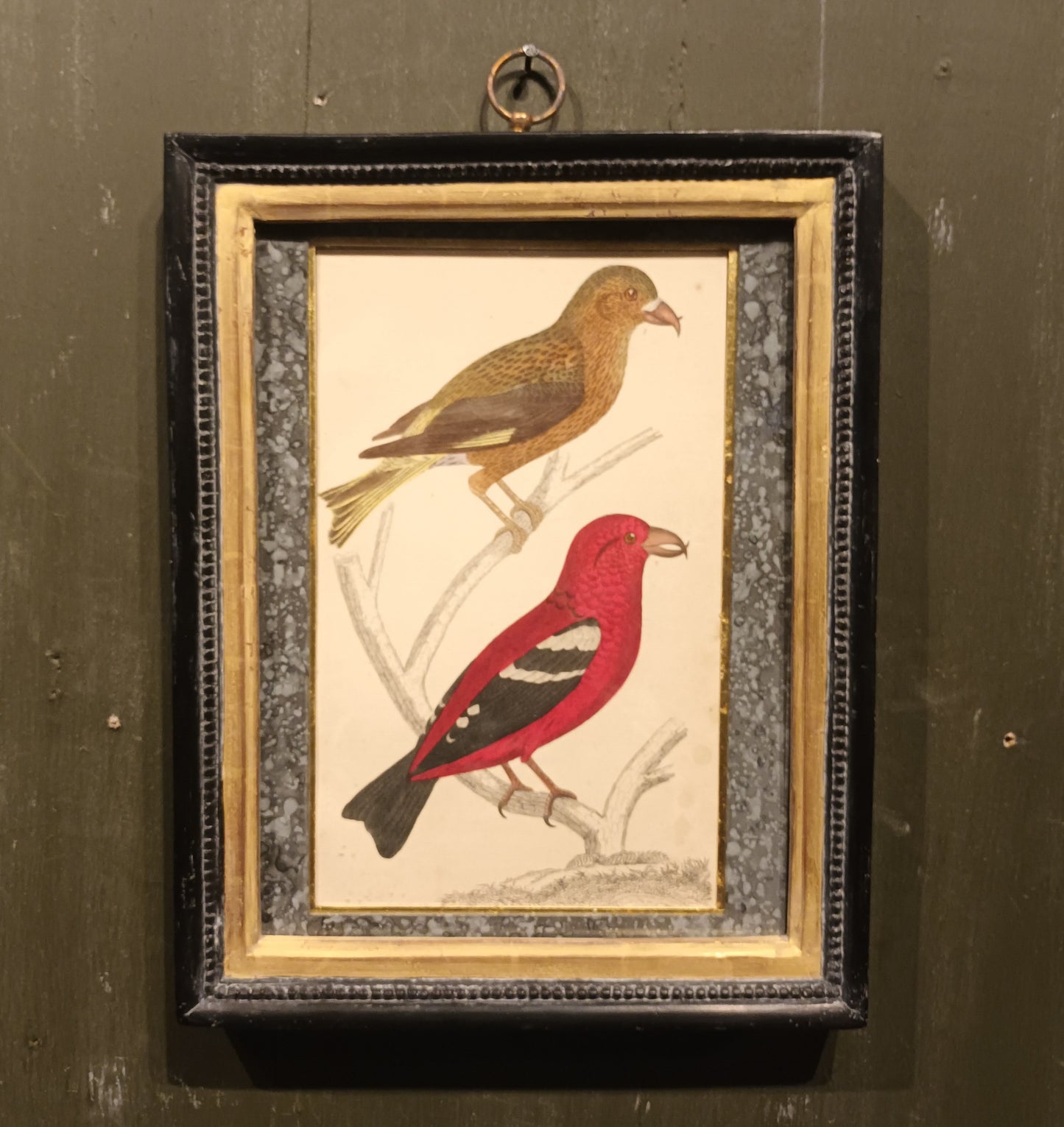 19th Century Framed Bird Pictures