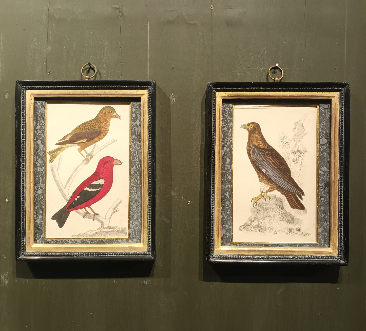 19th Century Framed Bird Pictures