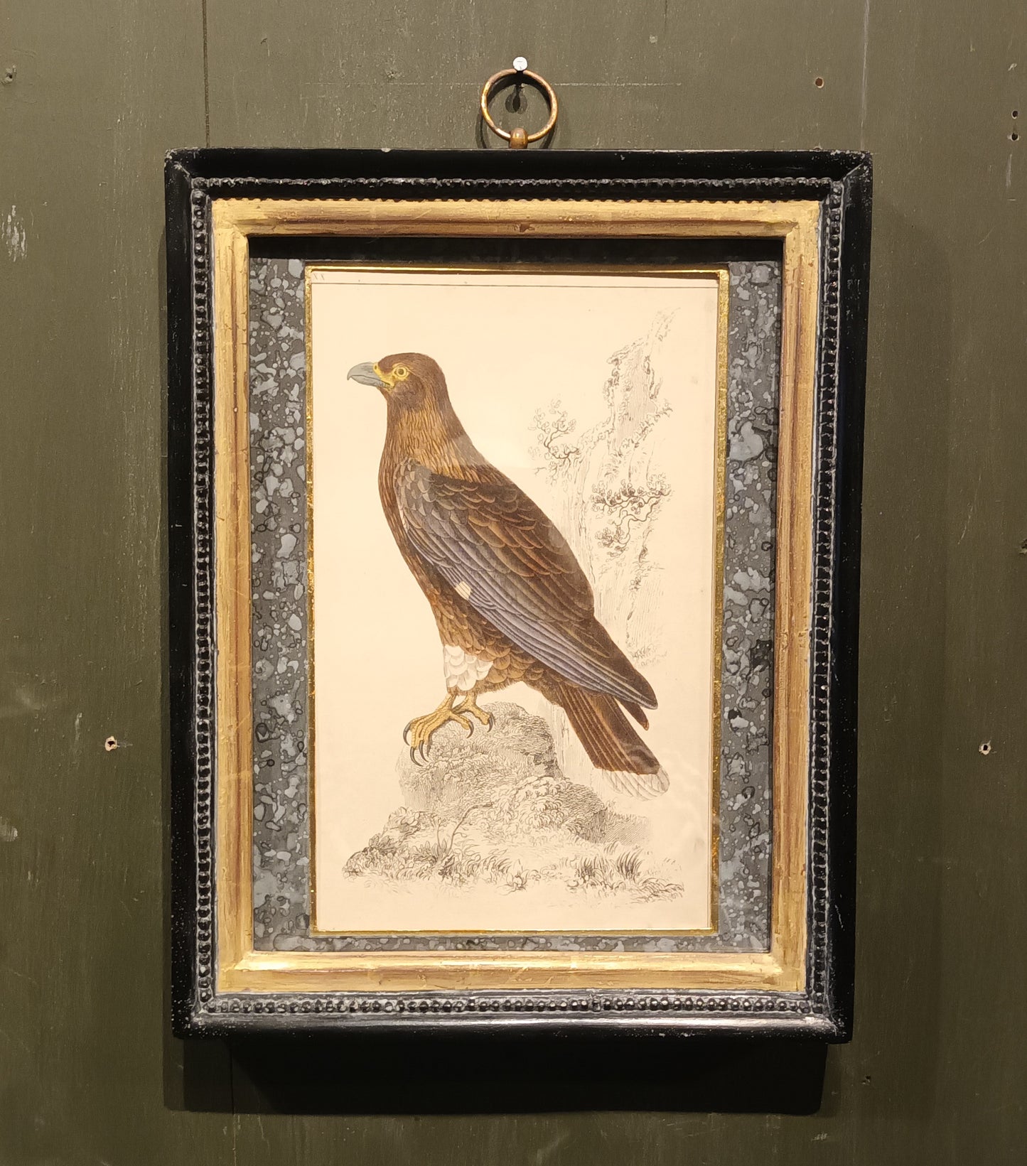 19th Century Framed Bird Pictures