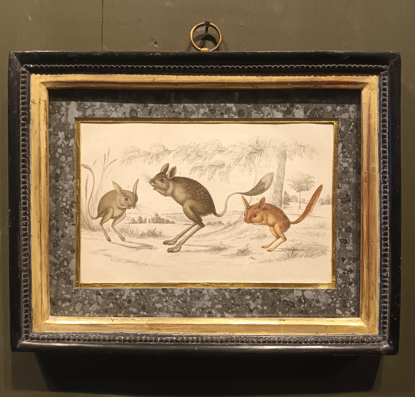 19th Century Jerboa's Picture