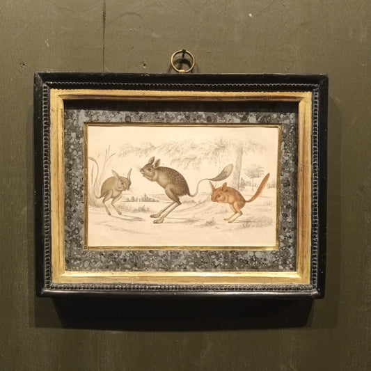 19th Century Jerboa's Picture